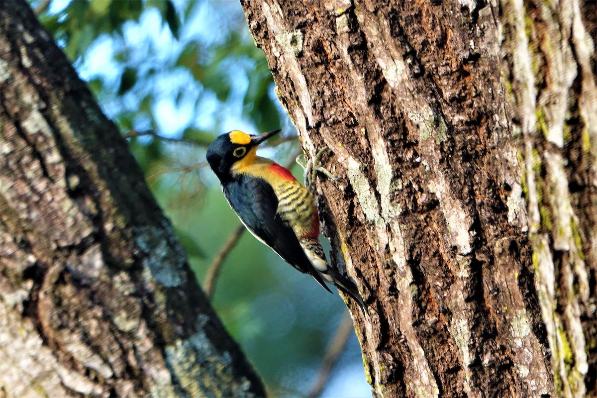 Yellow-fronted Woodpecker - Noelia Contrera Bernal