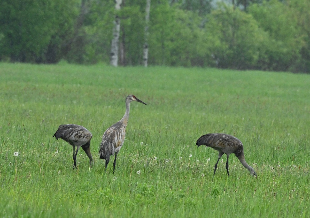 Sandhill Crane - Ann Stinely