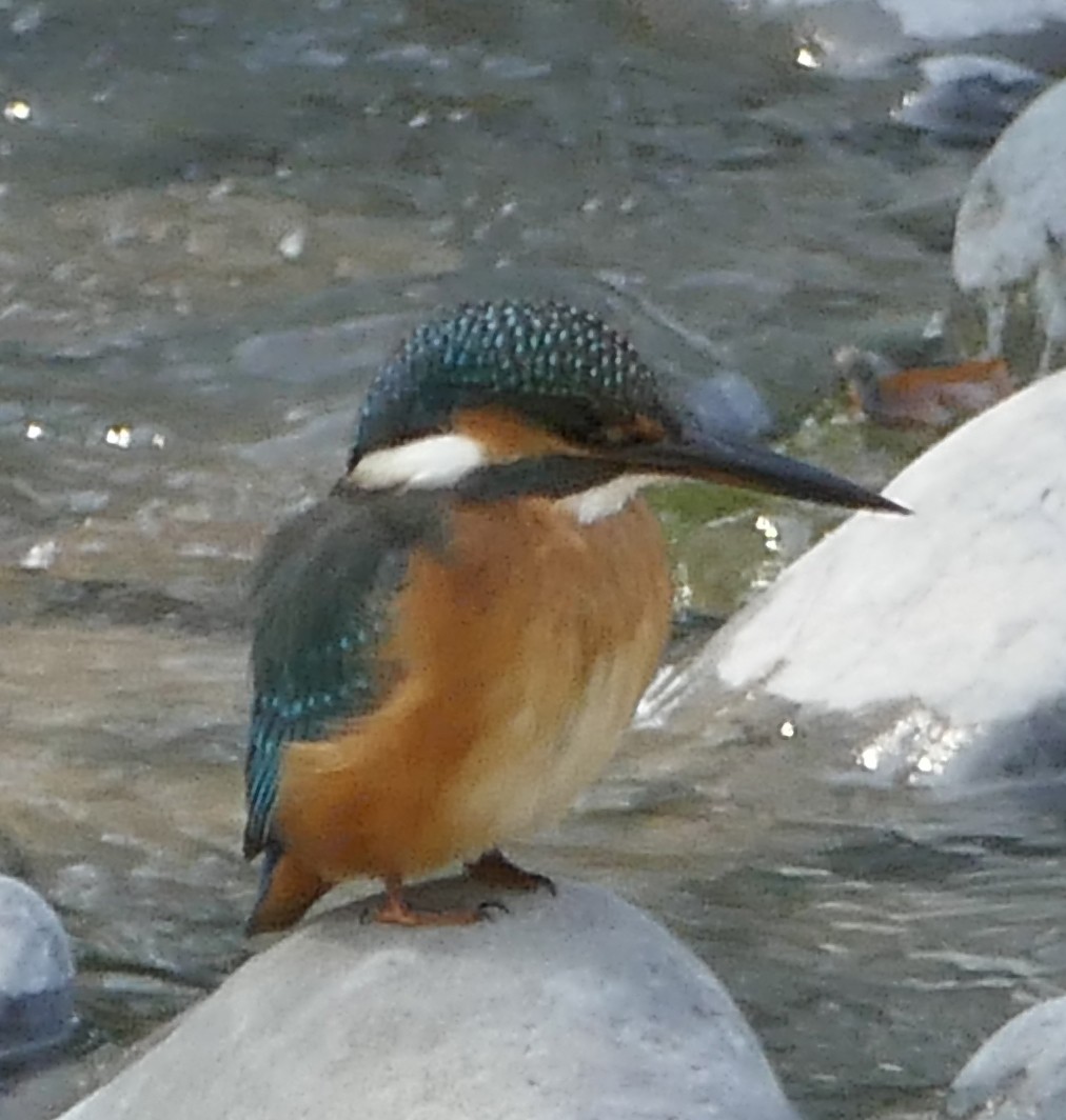 Martin-pêcheur d'Europe - ML459134421