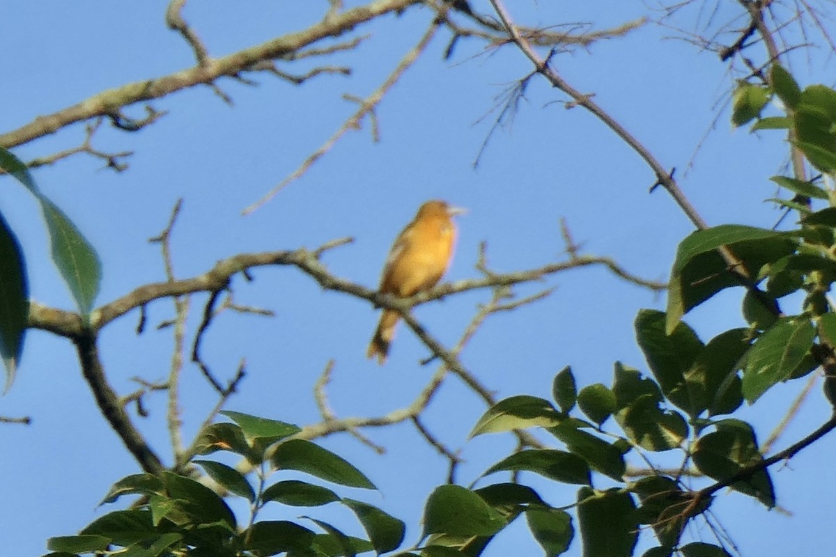 Orchard Oriole - ML459135691
