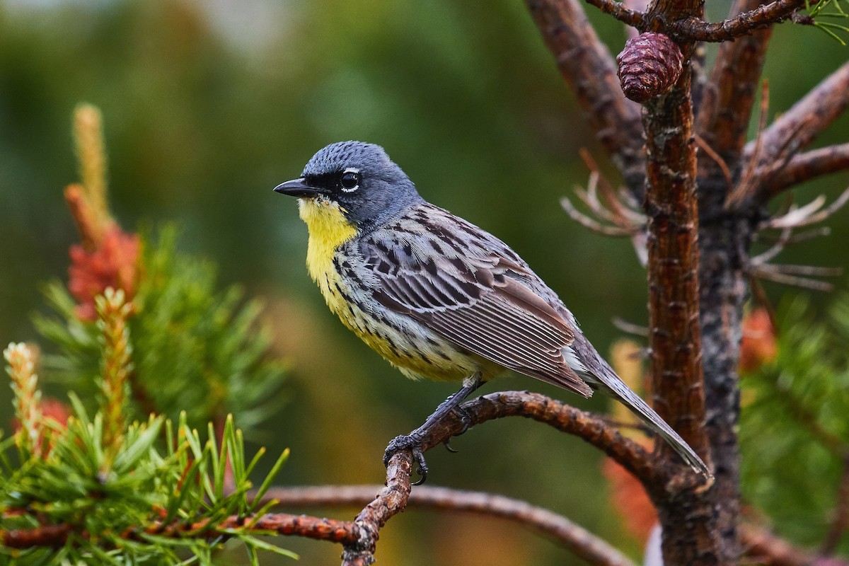 Kirtland's Warbler - Mark Stackhouse