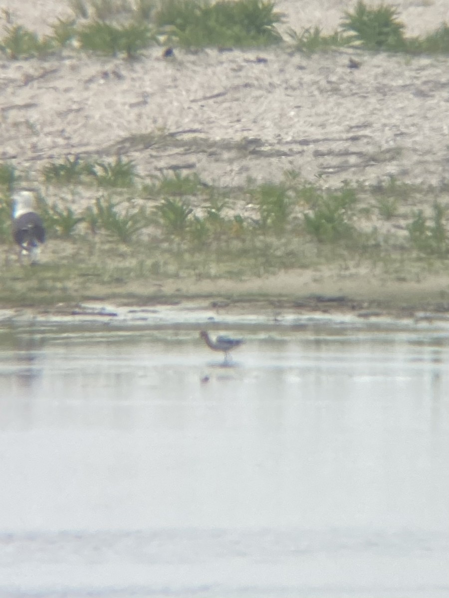 Avoceta Americana - ML459137751