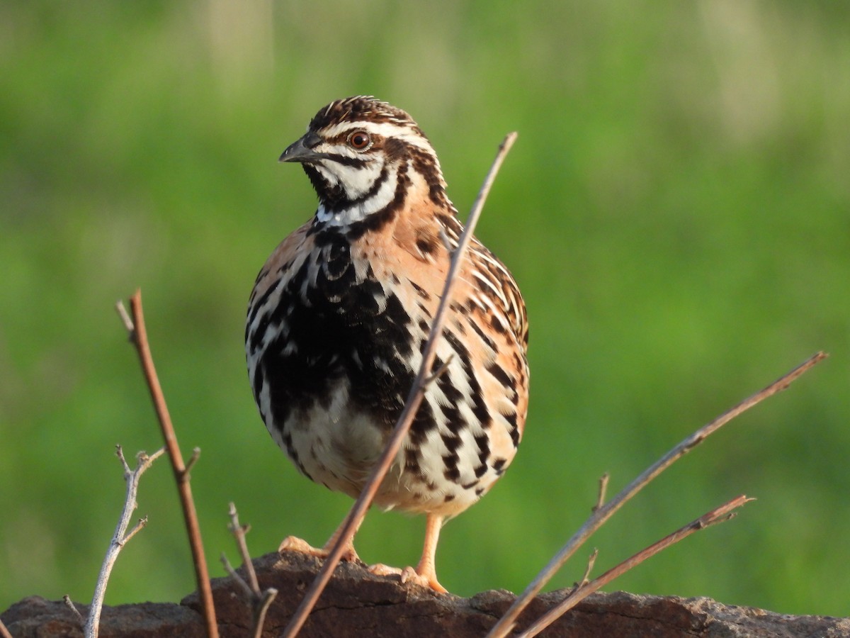 Rain Quail - ML459138241