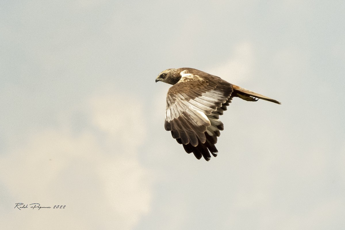 Western Marsh Harrier - ML459138831