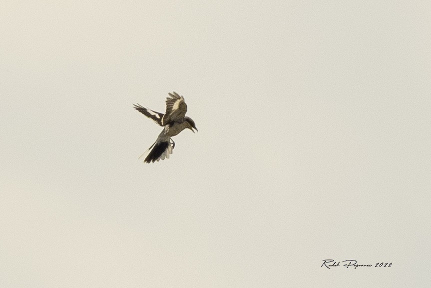 Great Gray Shrike - ML459138861