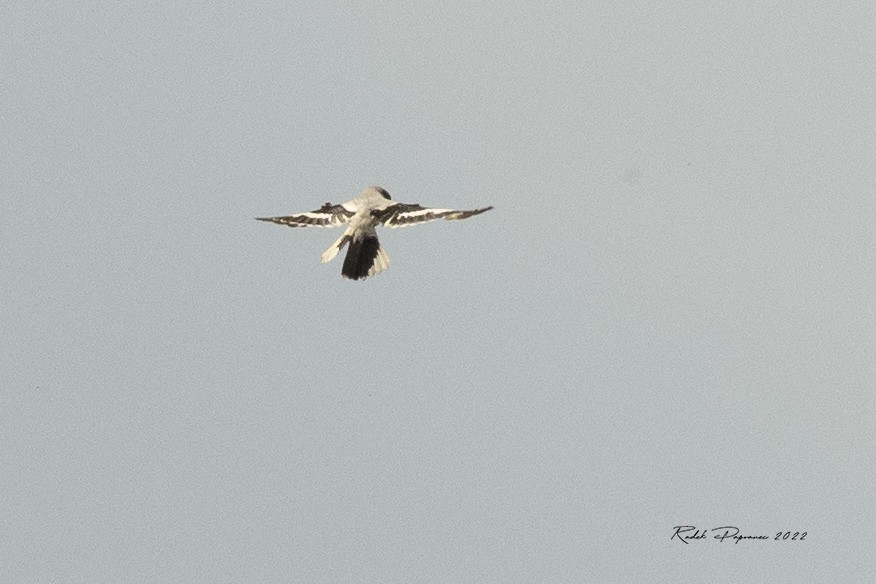 Great Gray Shrike - ML459138871