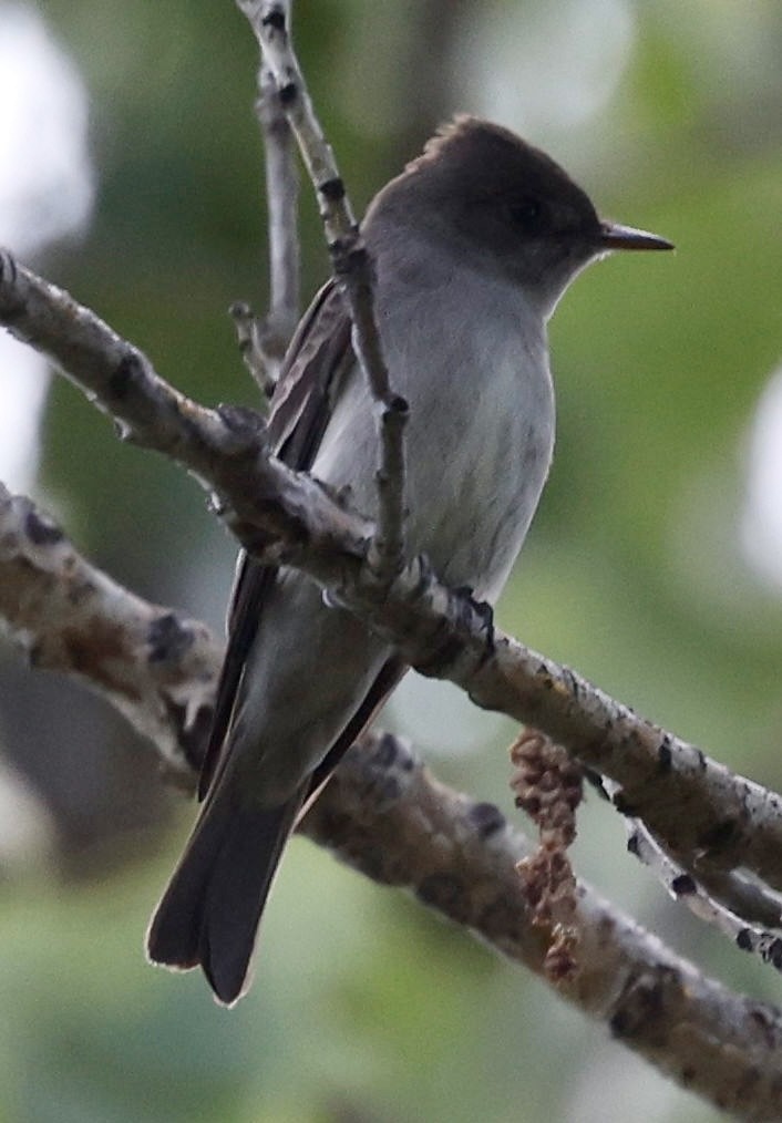 Western Wood-Pewee - ML459140021