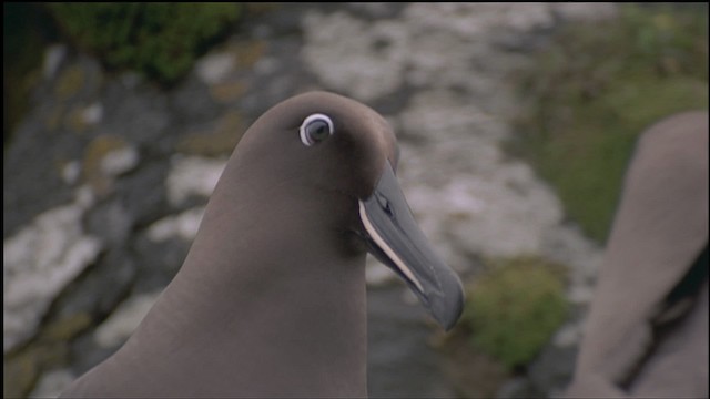 albatros hnědý - ML459141