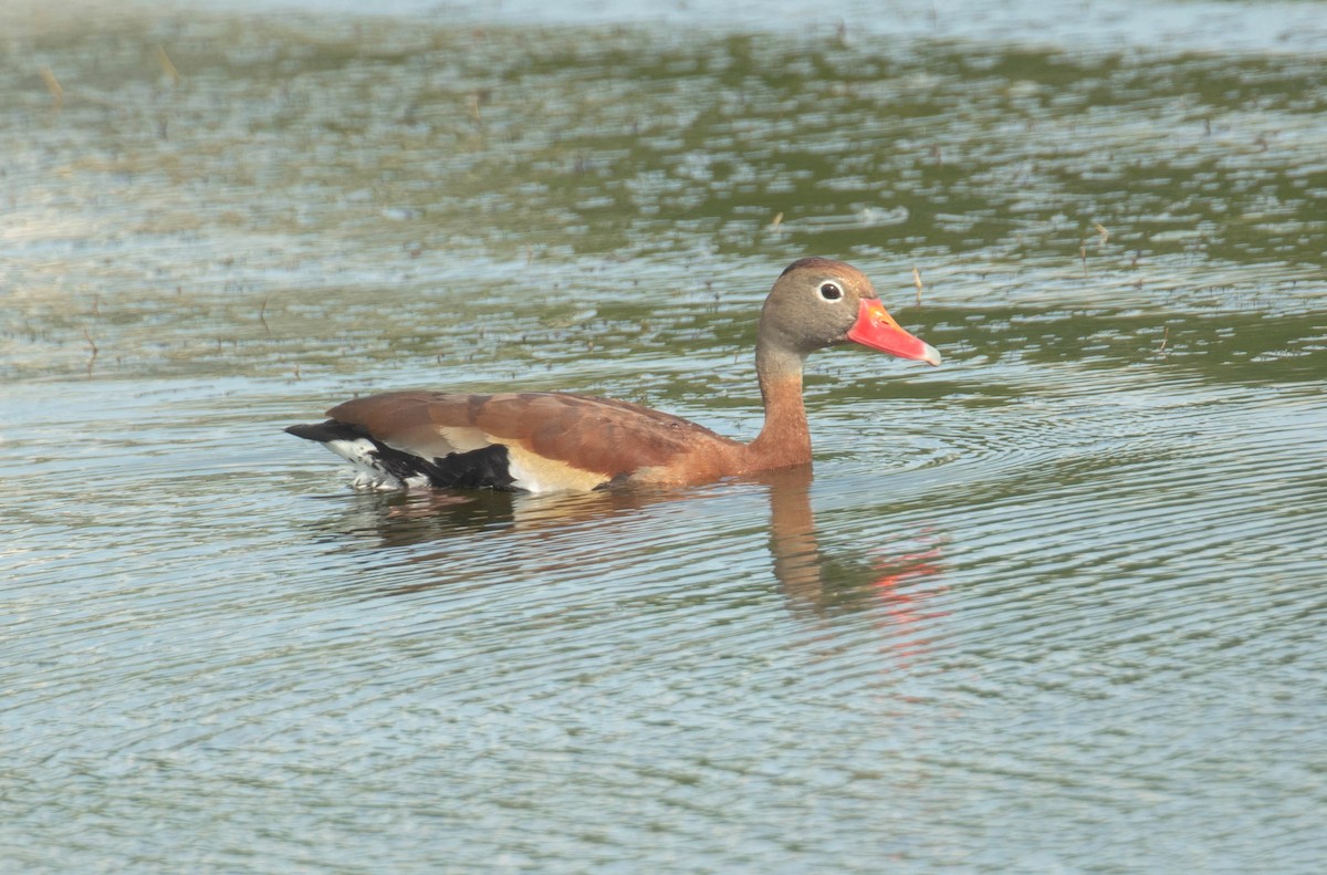 Black-bellied Whistling-Duck - ML459142821