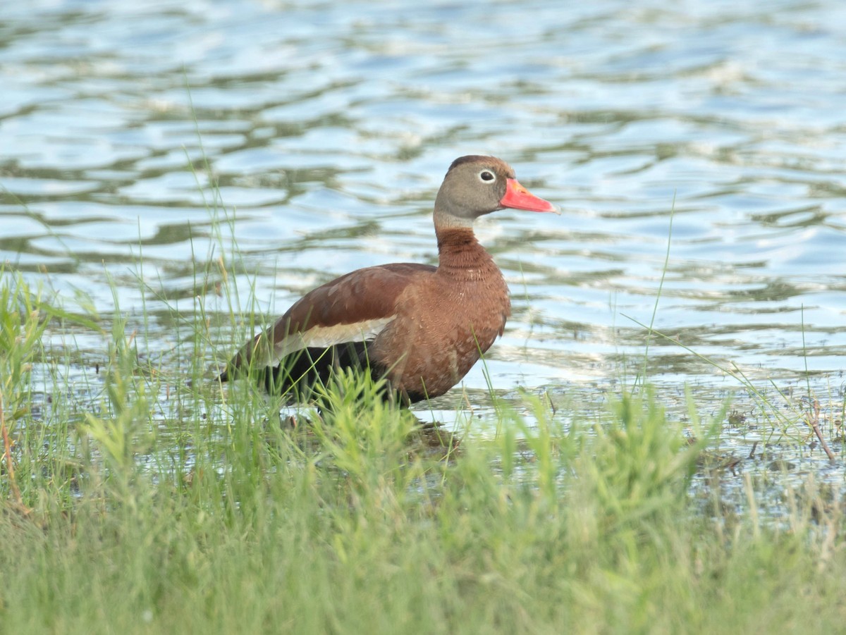 rødnebbplystreand - ML459142861