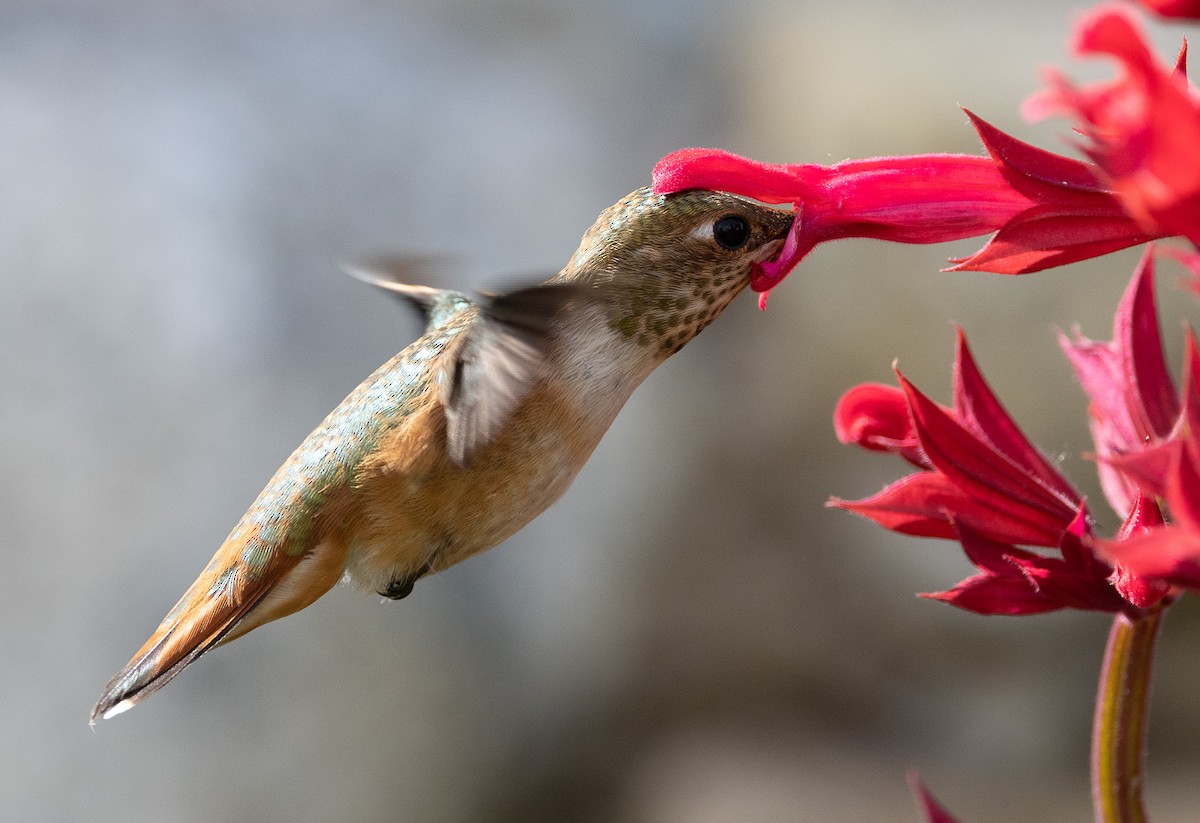 Rufous Hummingbird - Phil Green