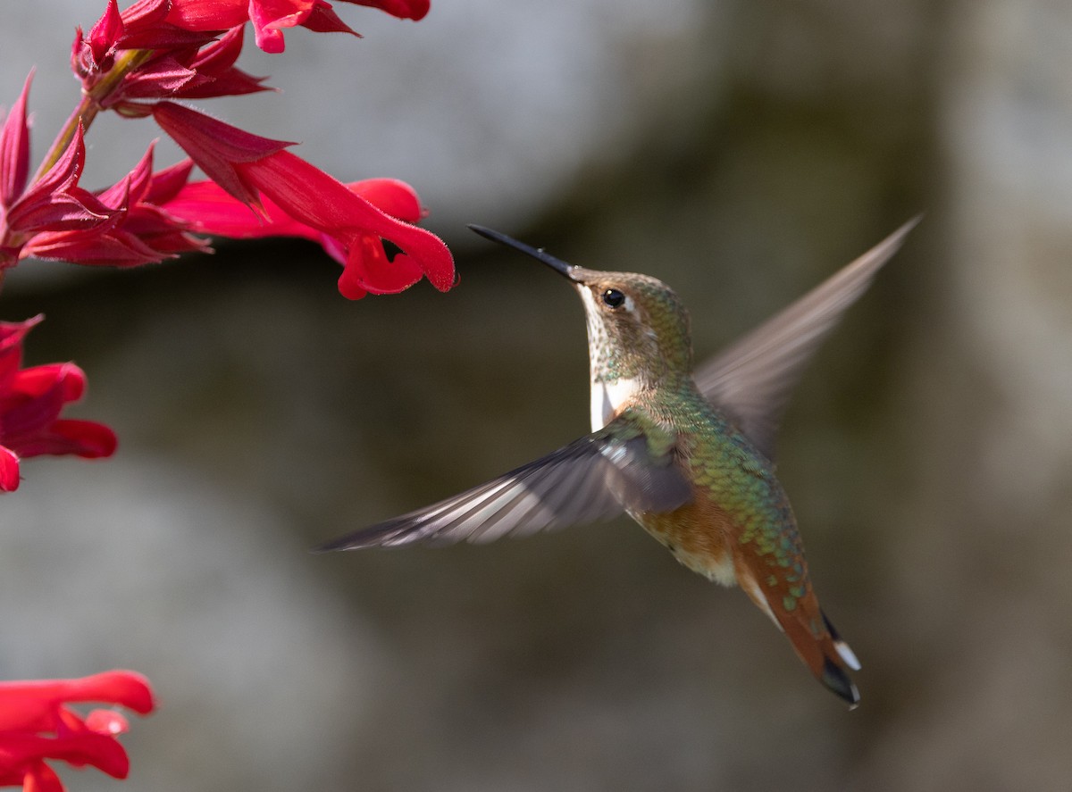 Rufous Hummingbird - Phil Green