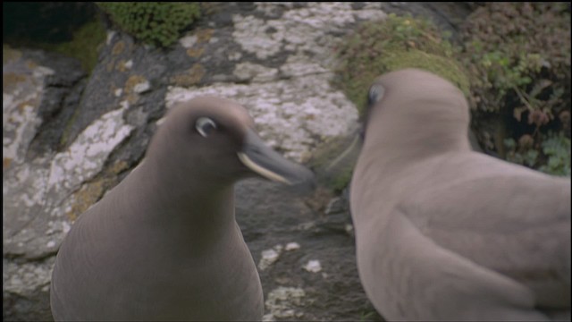 albatros hnědý - ML459144