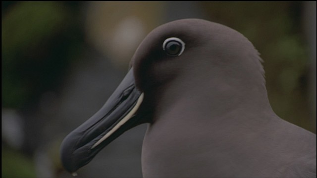 albatros hnědý - ML459145