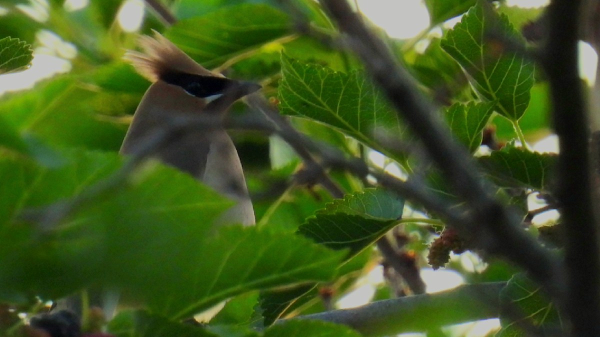 Cedar Waxwing - ML459146801