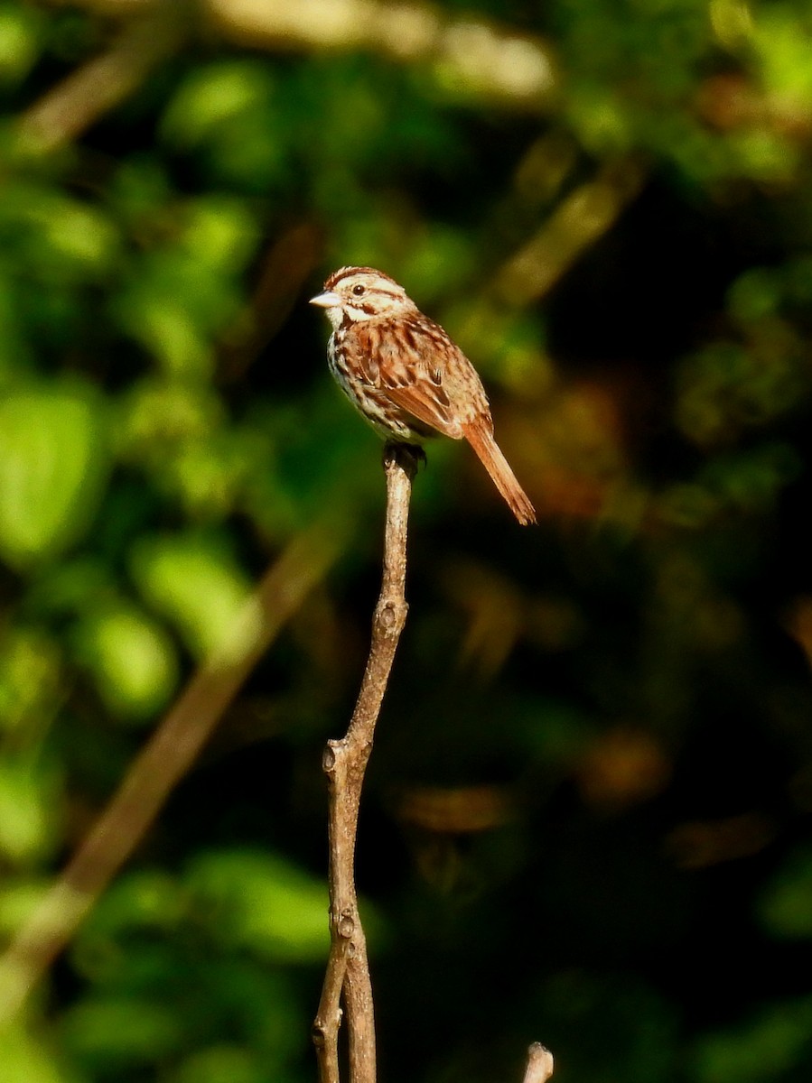 Song Sparrow - ML459147001