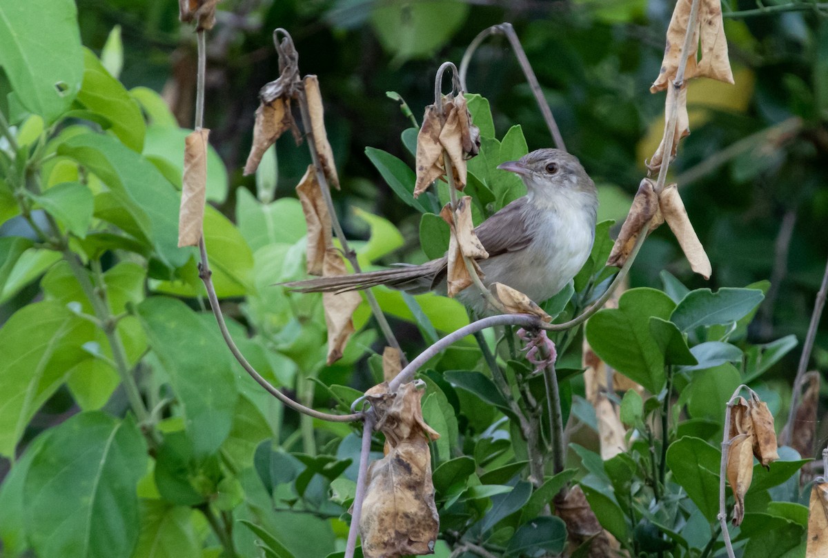 Burmese Prinia - ML459147041