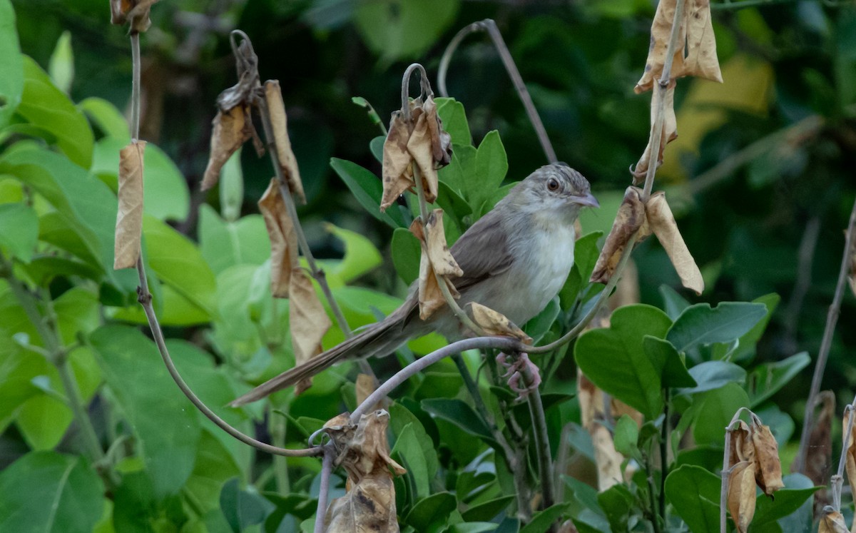 burmaprinia - ML459147051