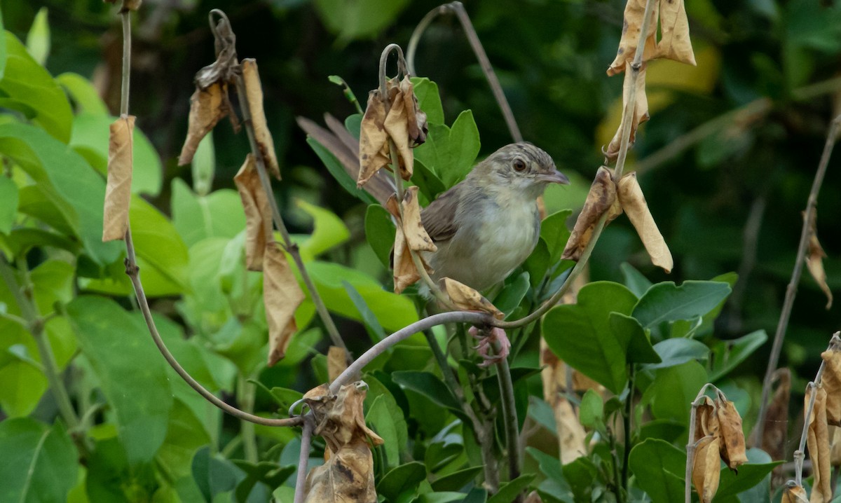 burmaprinia - ML459147061