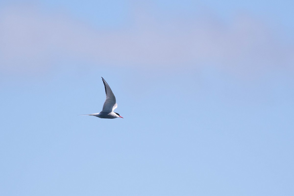 Arctic Tern - Alex Lamoreaux