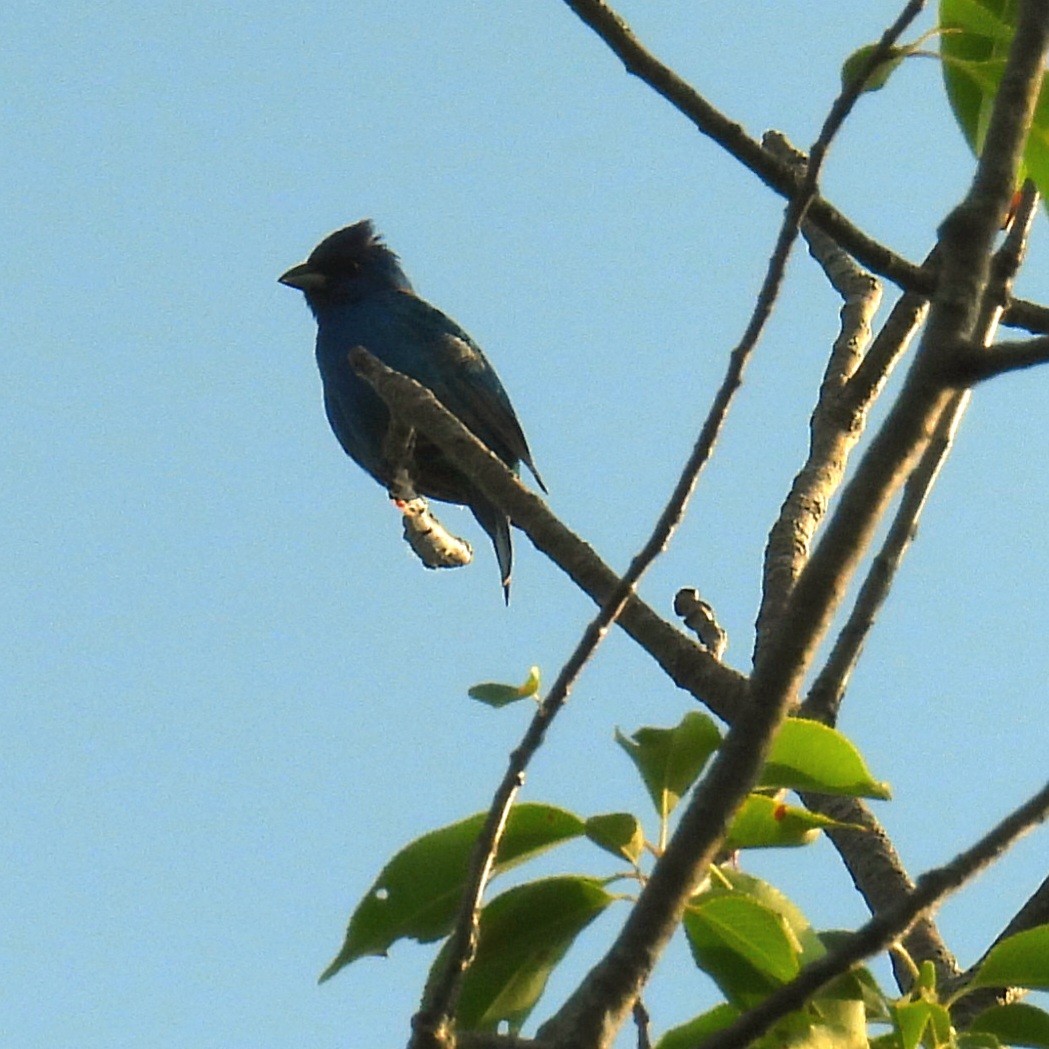 Indigo Bunting - ML459147131