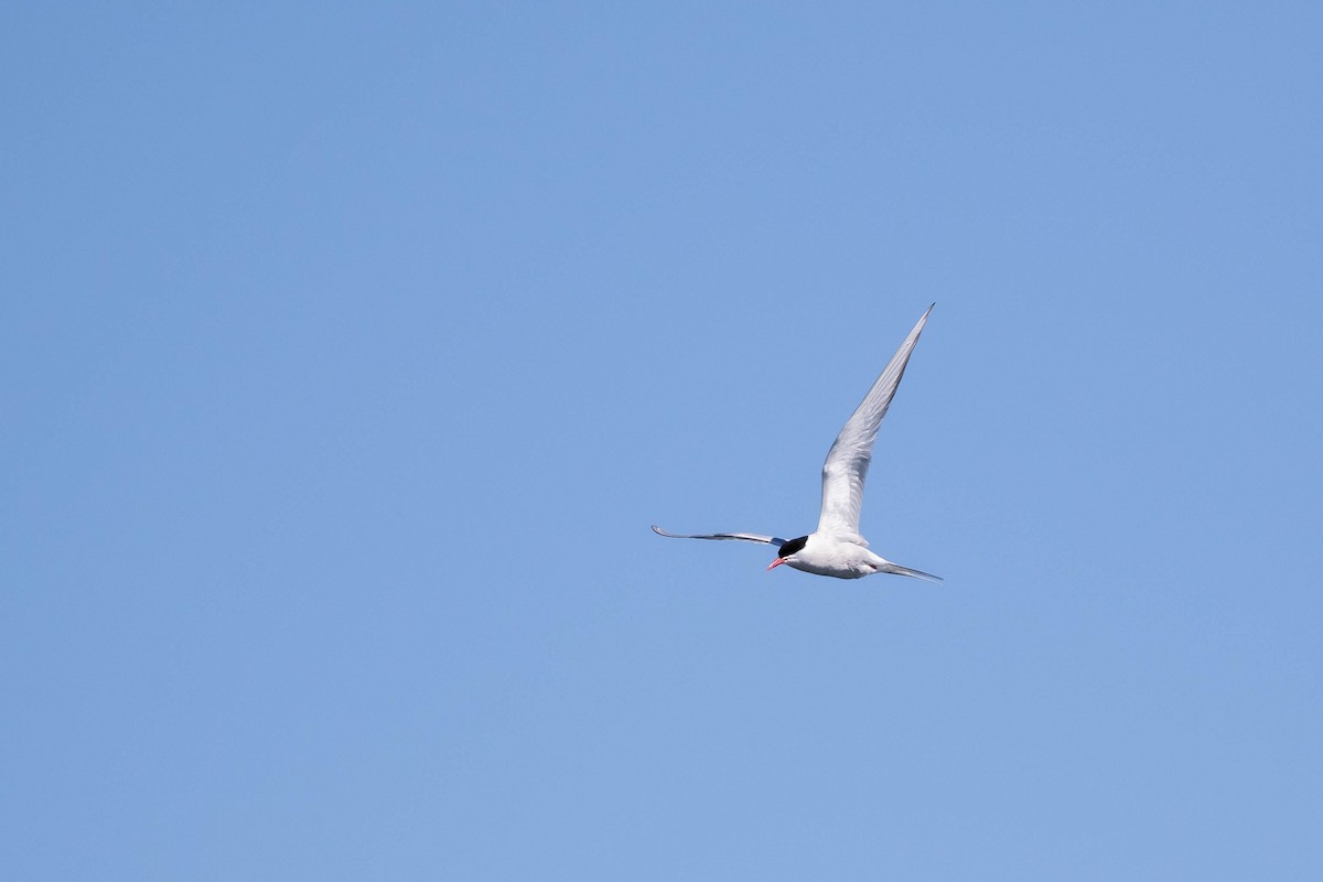 Arctic Tern - ML459147141