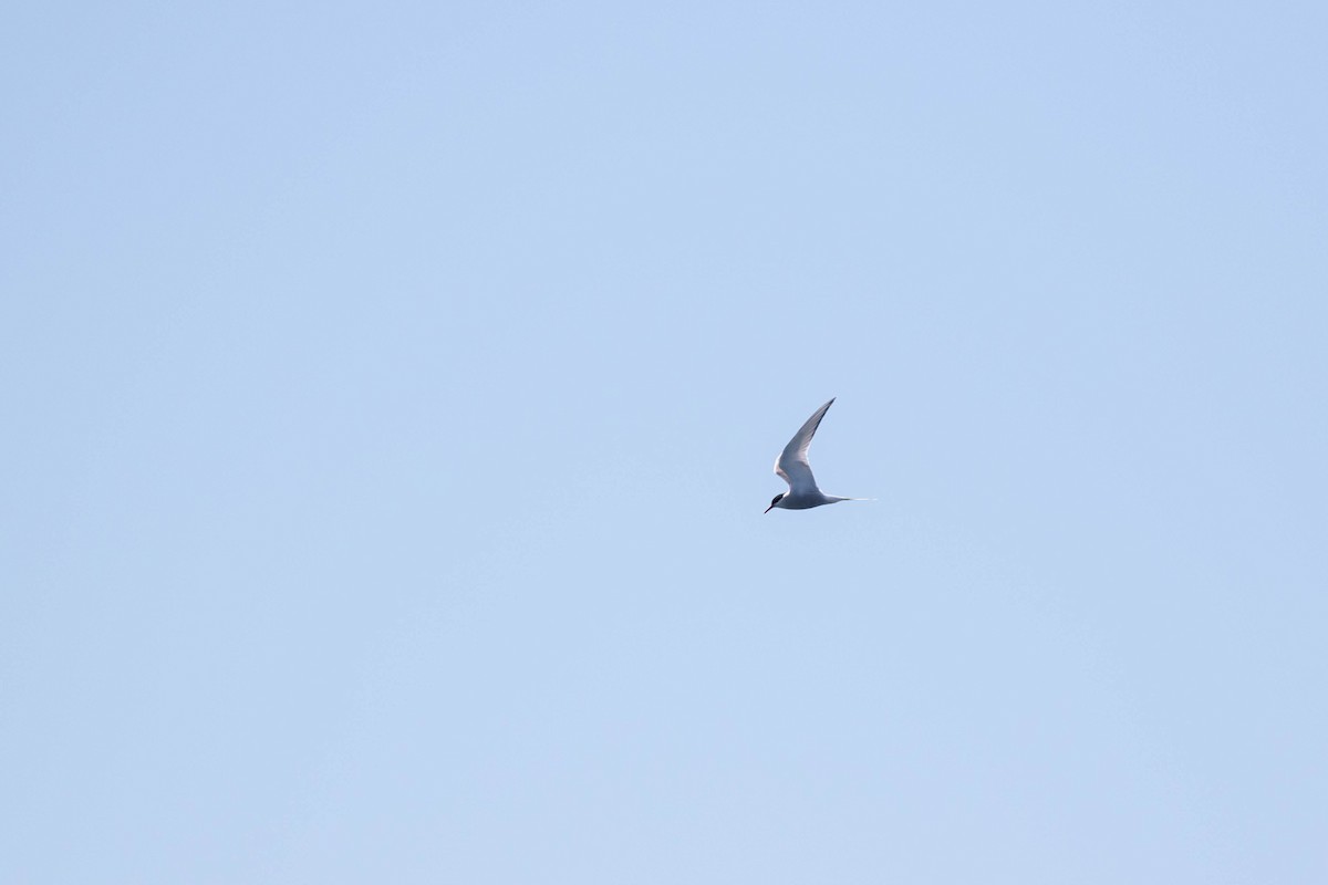 Arctic Tern - ML459147181