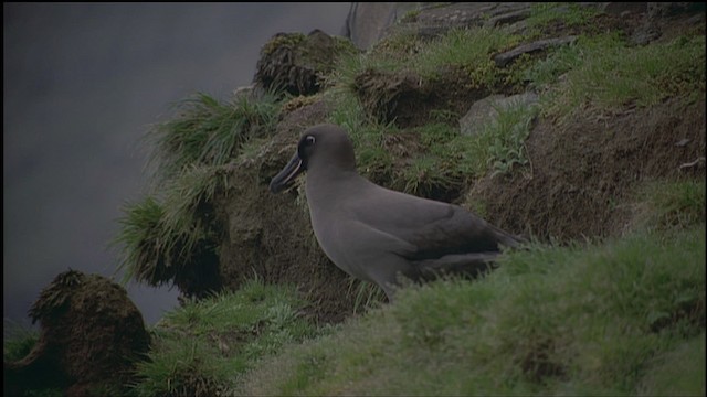 albatros hnědý - ML459148