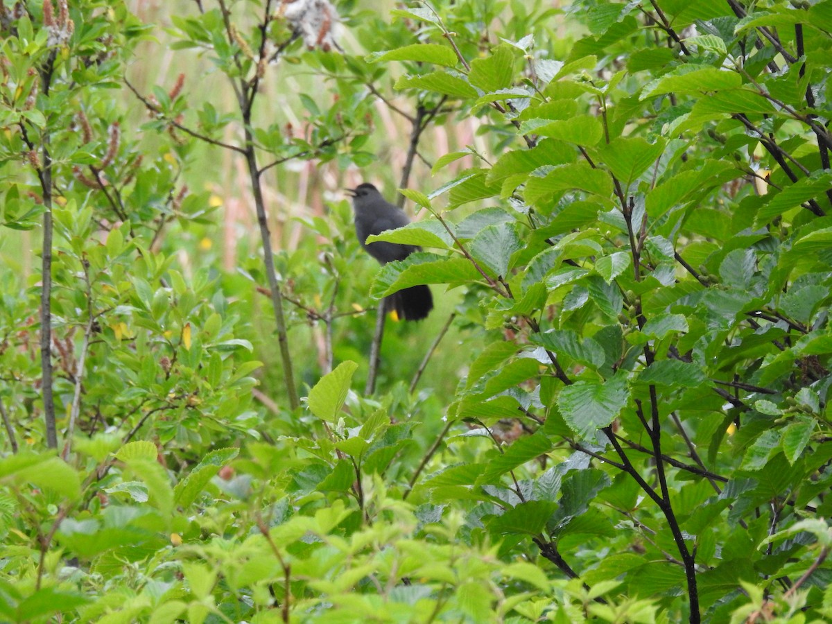 Gray Catbird - Karen Johnson