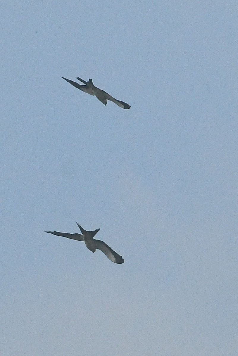 Swallow-tailed Kite - ML459150061