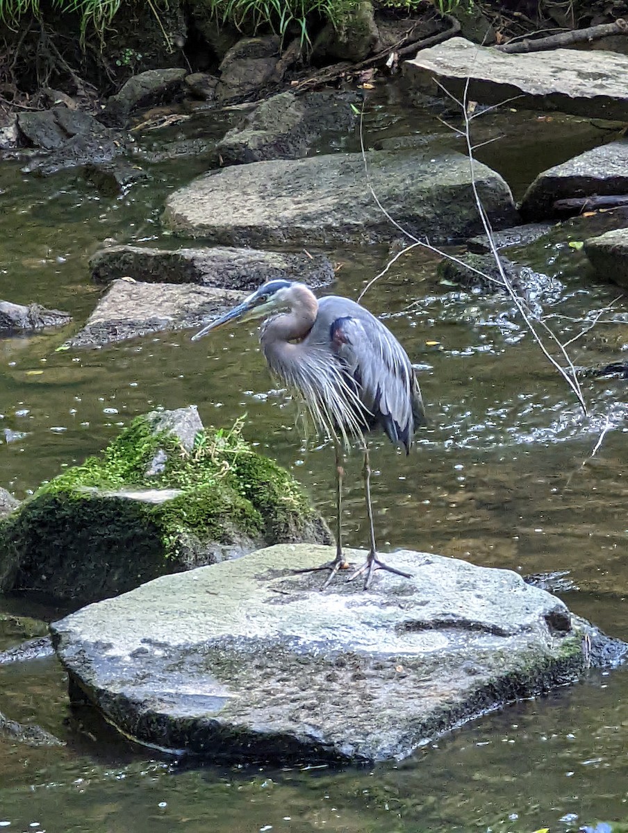 Great Blue Heron - ML459153131