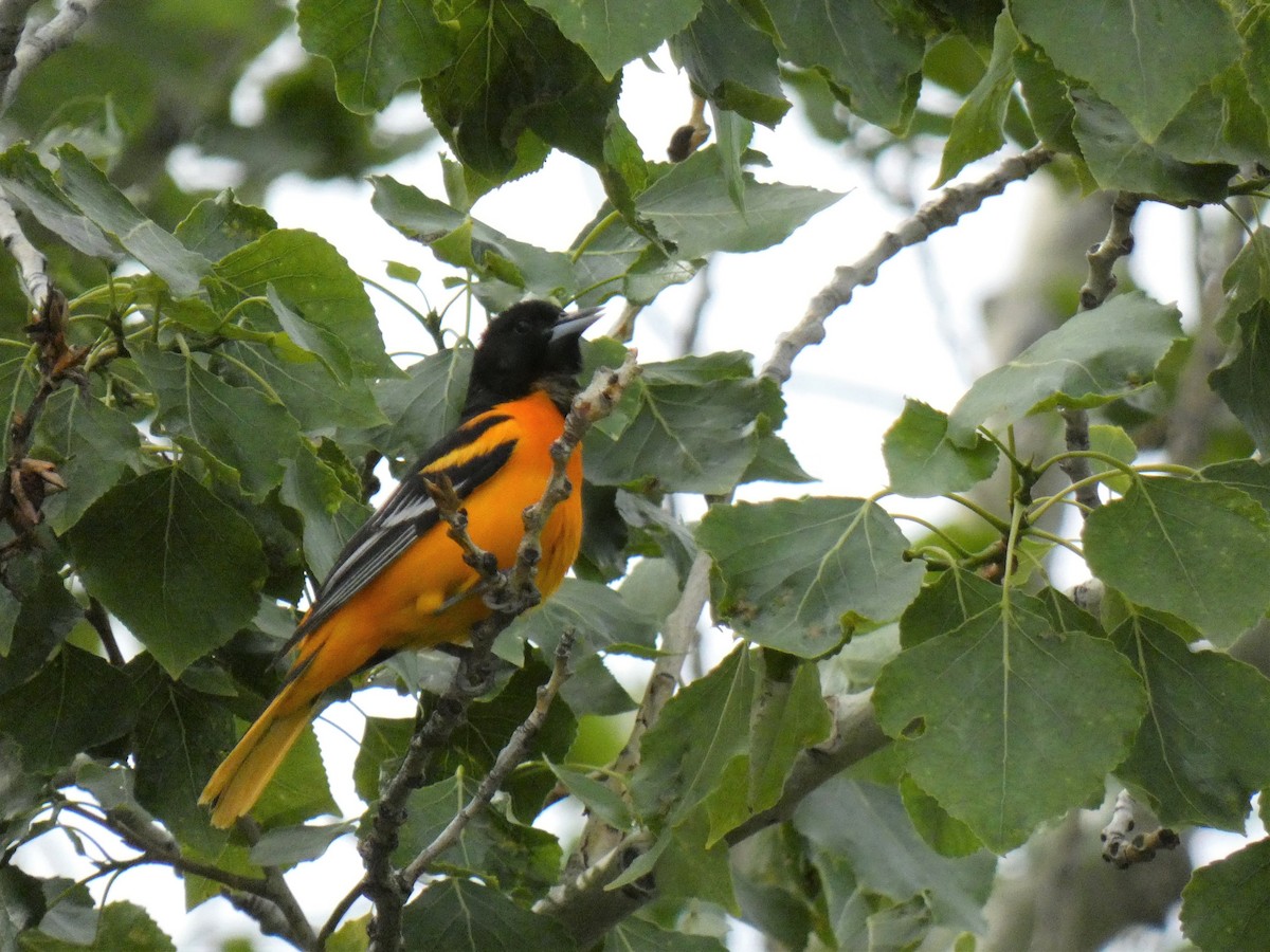 Baltimore Oriole - Blake Weis