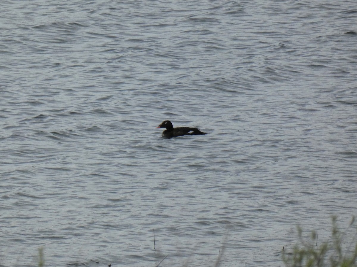 White-winged Scoter - ML459154171