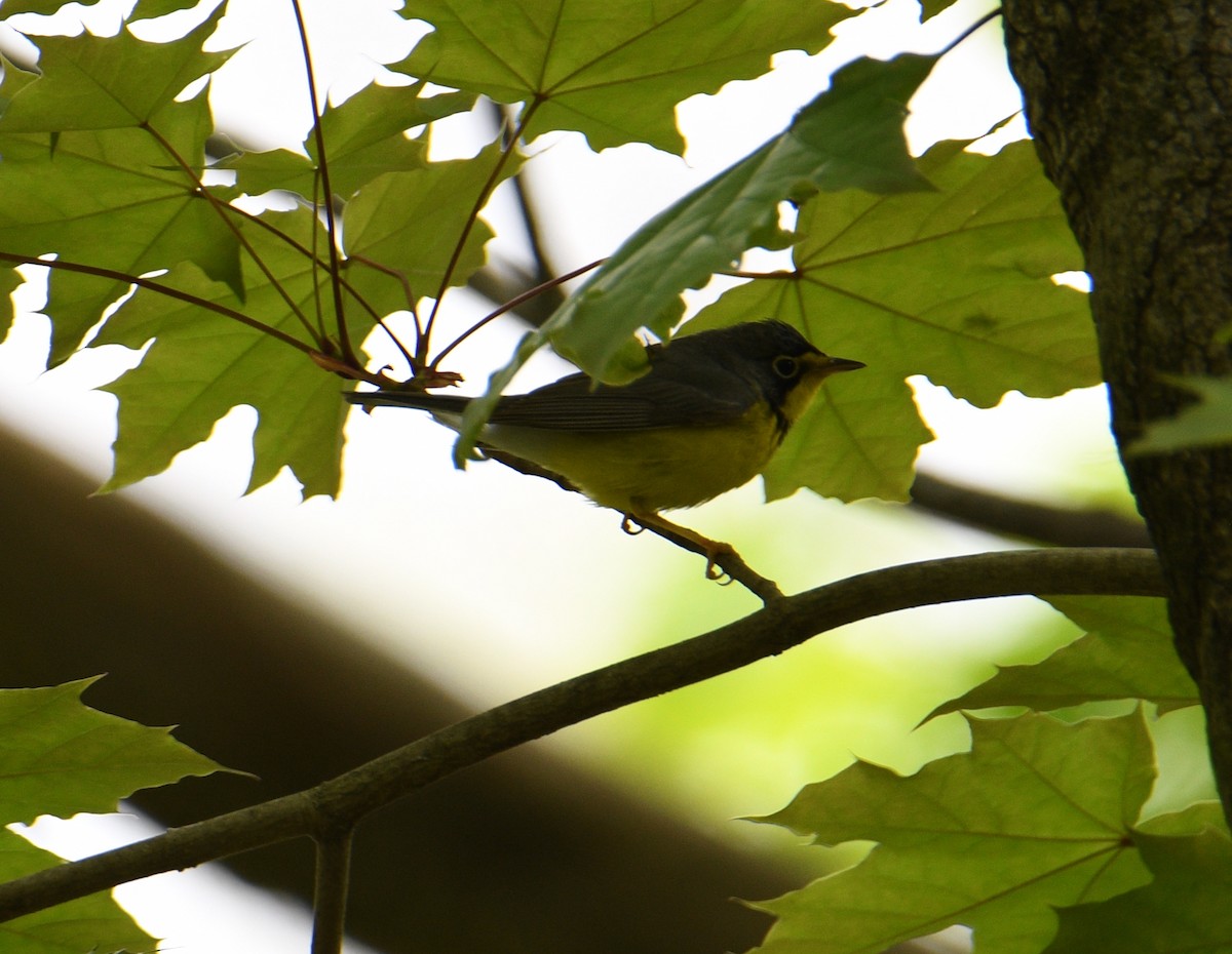 Canada Warbler - ML459155301
