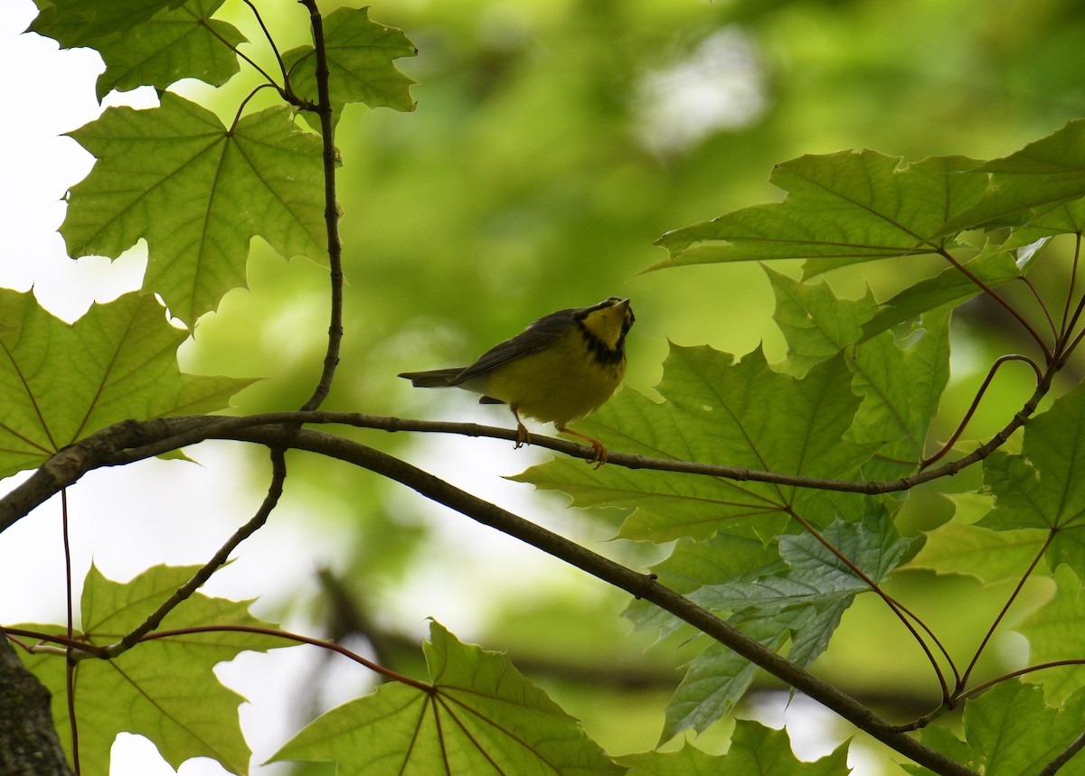 Canada Warbler - ML459155341