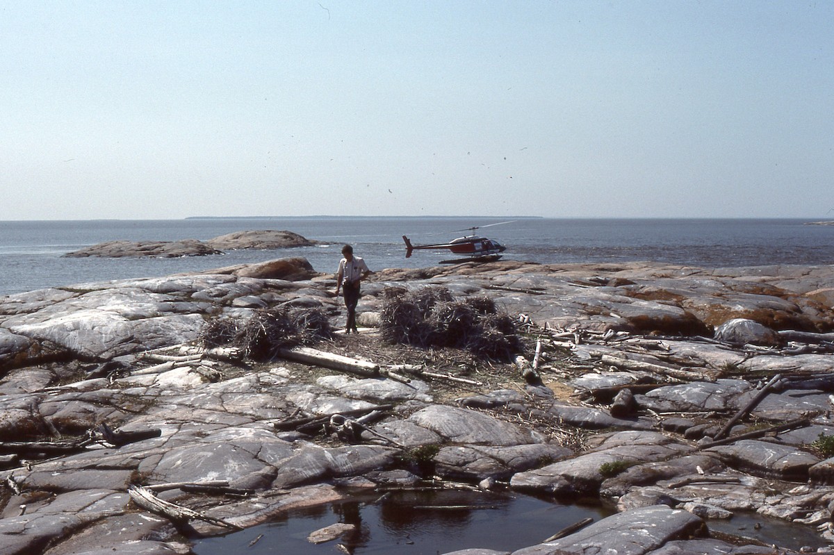 Cormorán Orejudo - ML459156421