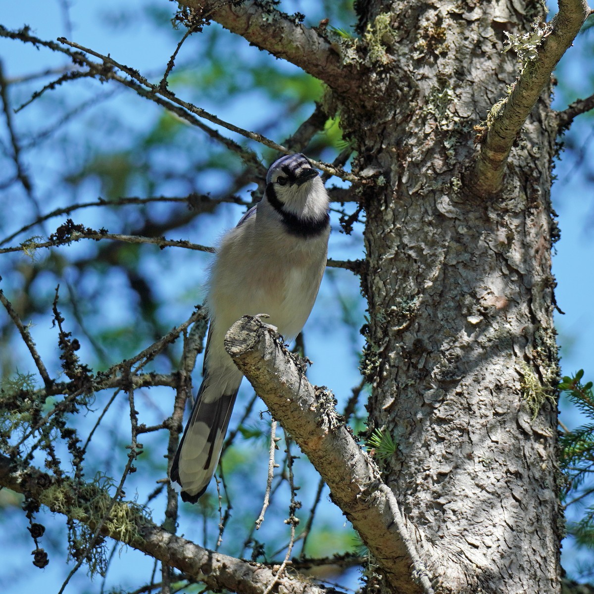 Blue Jay - ML459158291