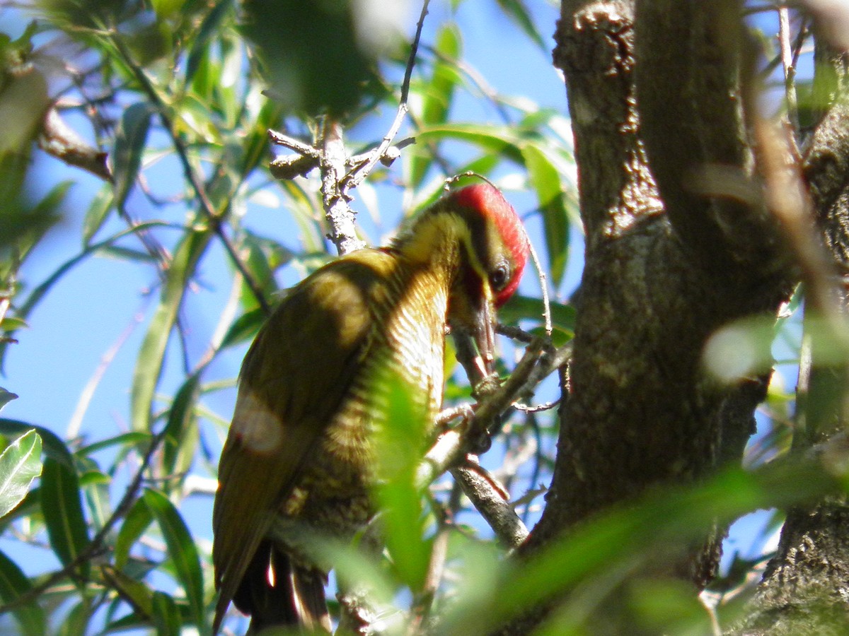 Golden-green Woodpecker - ML459158451