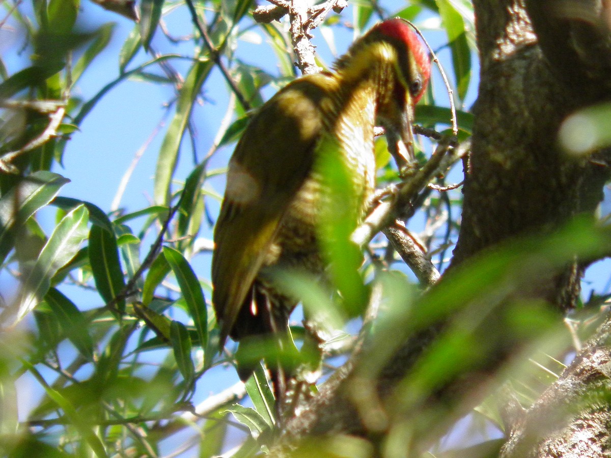 Golden-green Woodpecker - ML459158501