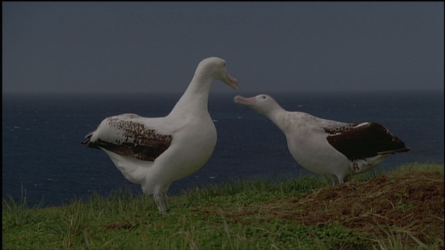 Snowy/Tristan/Antipodean Albatross - ML459160