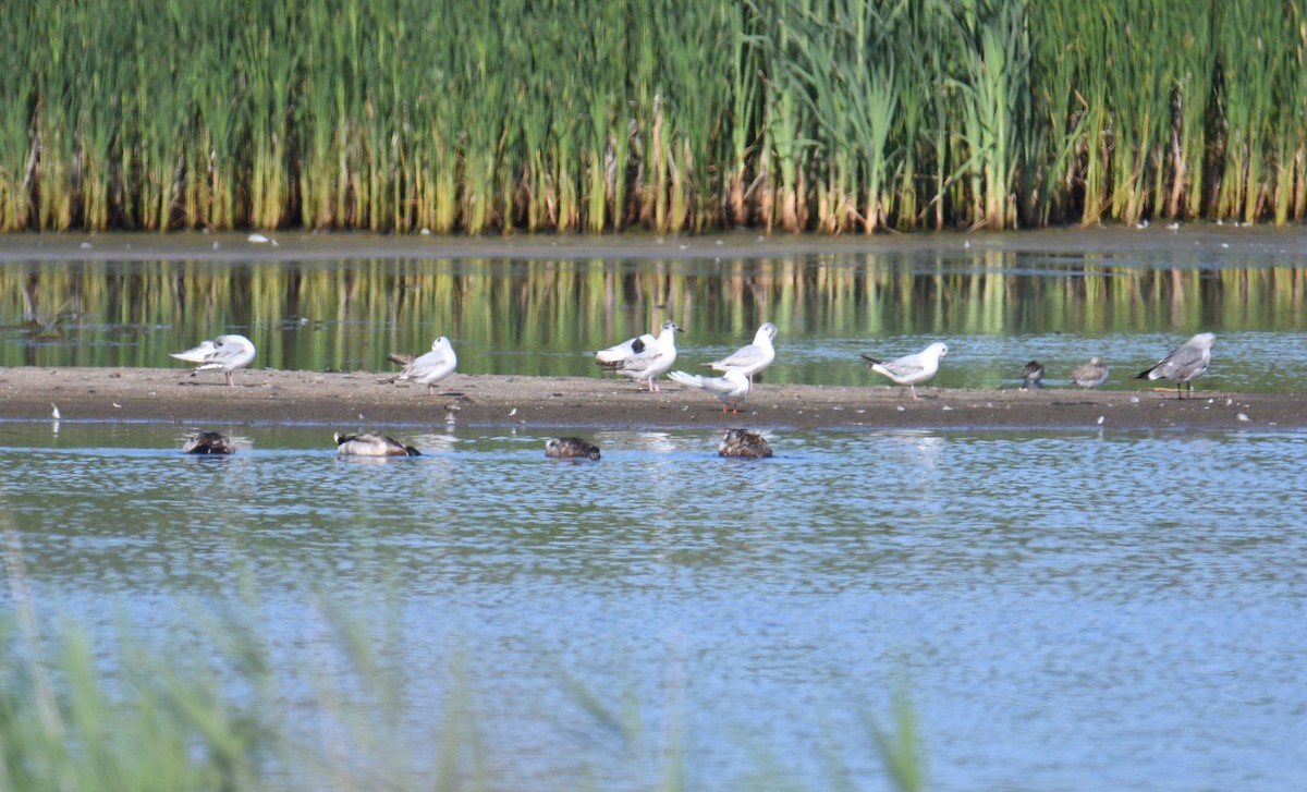 Bonaparte's Gull - ML459160481