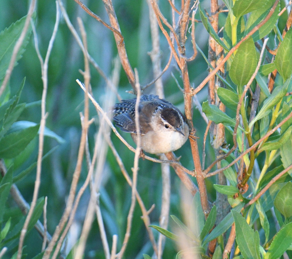 Marsh Wren - David Chernack