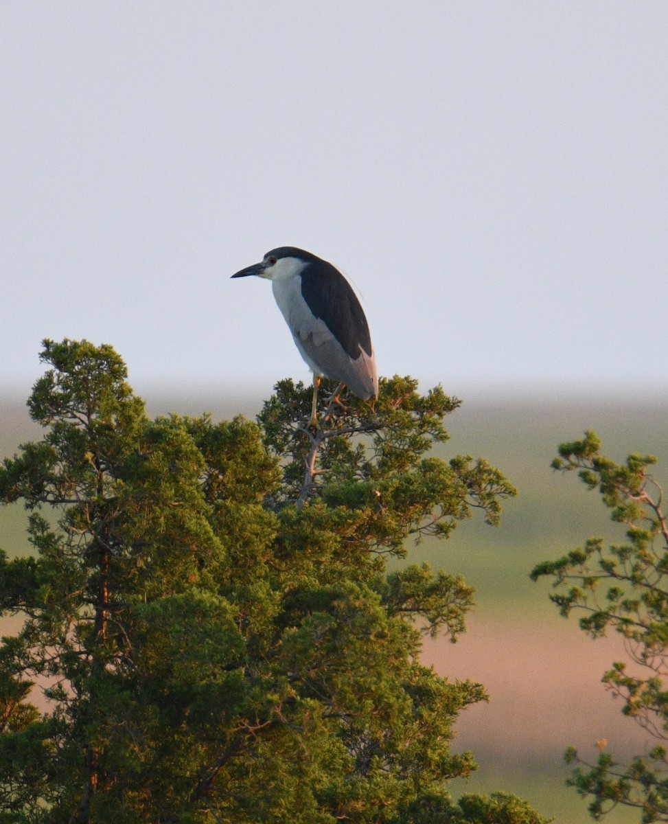 Black-crowned Night Heron - ML459161911