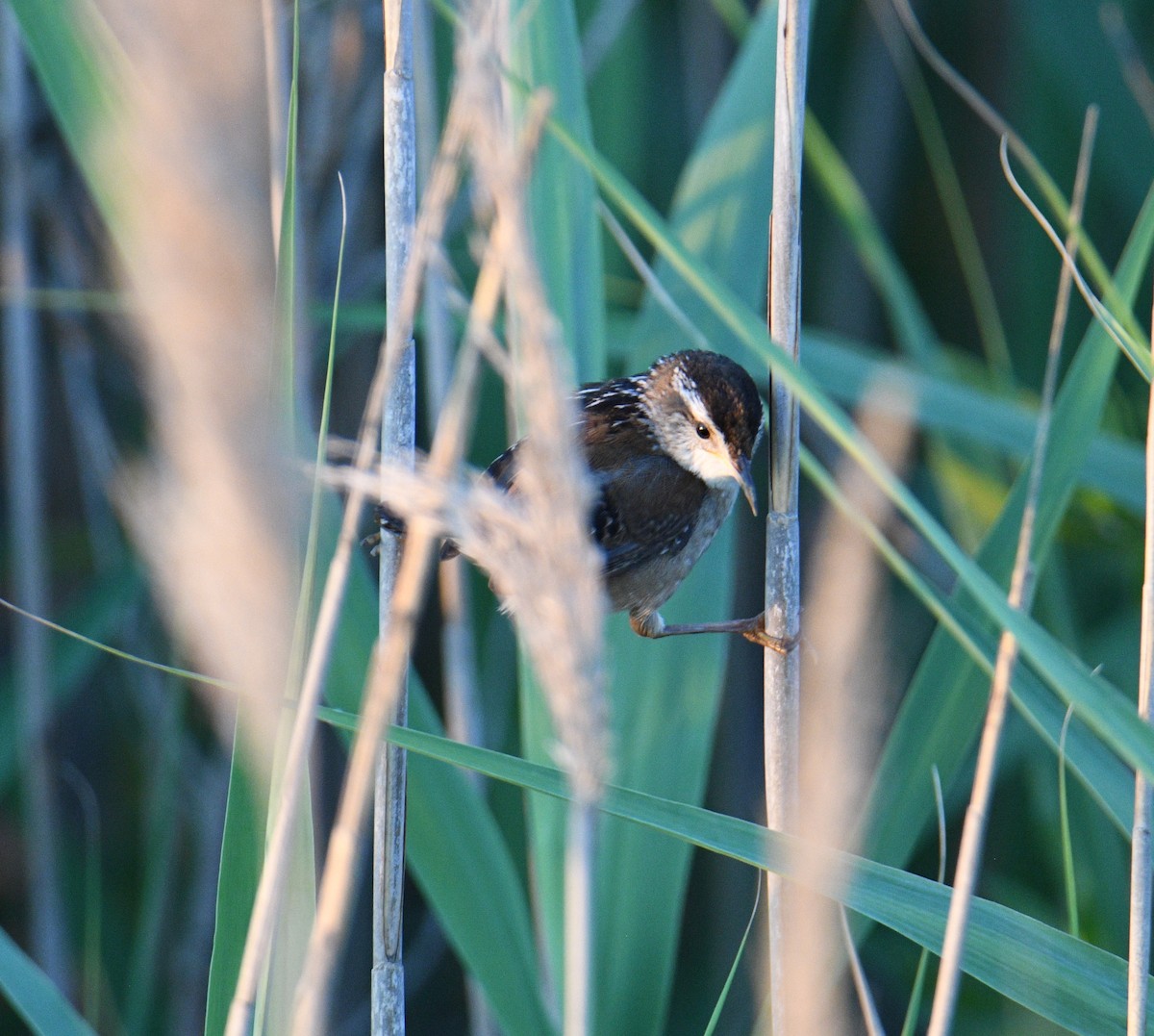 Marsh Wren - David Chernack