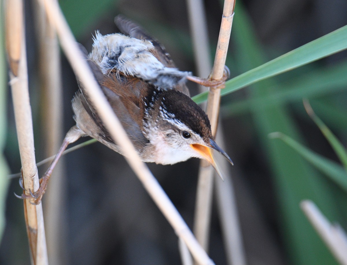 Marsh Wren - David Chernack