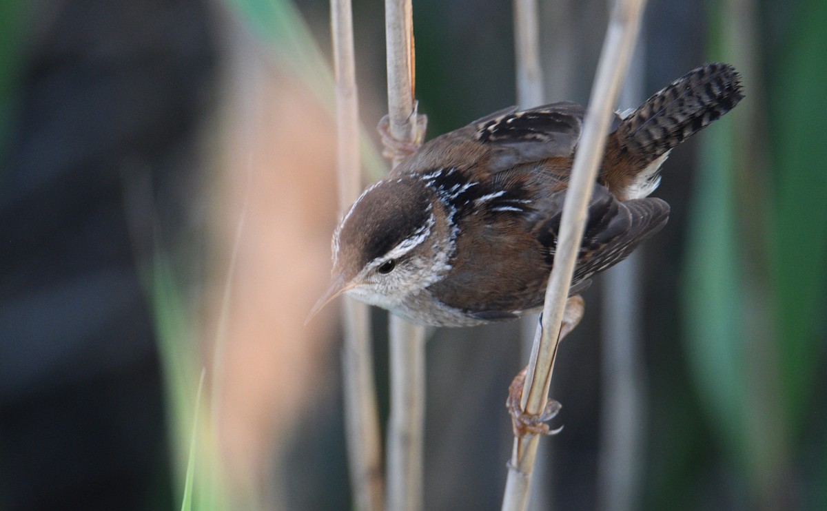 Marsh Wren - David Chernack