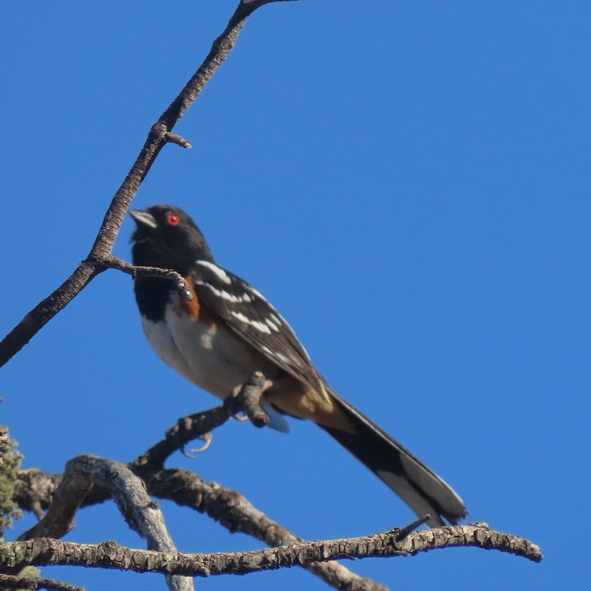 Spotted Towhee - ML459164811