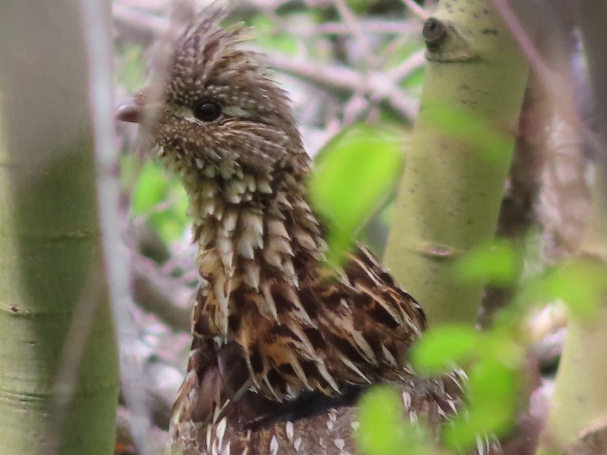 Ruffed Grouse - ML459166401