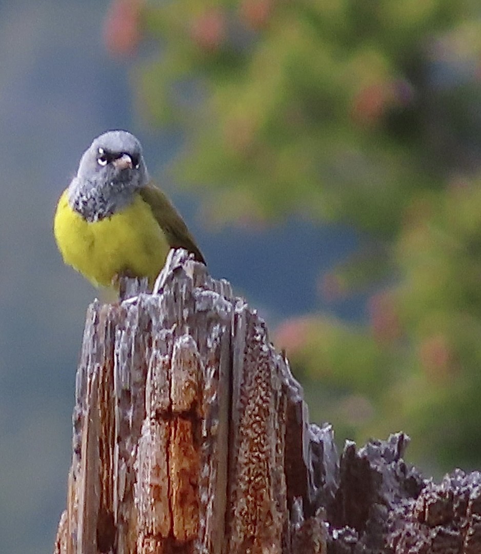 MacGillivray's Warbler - ML459166521