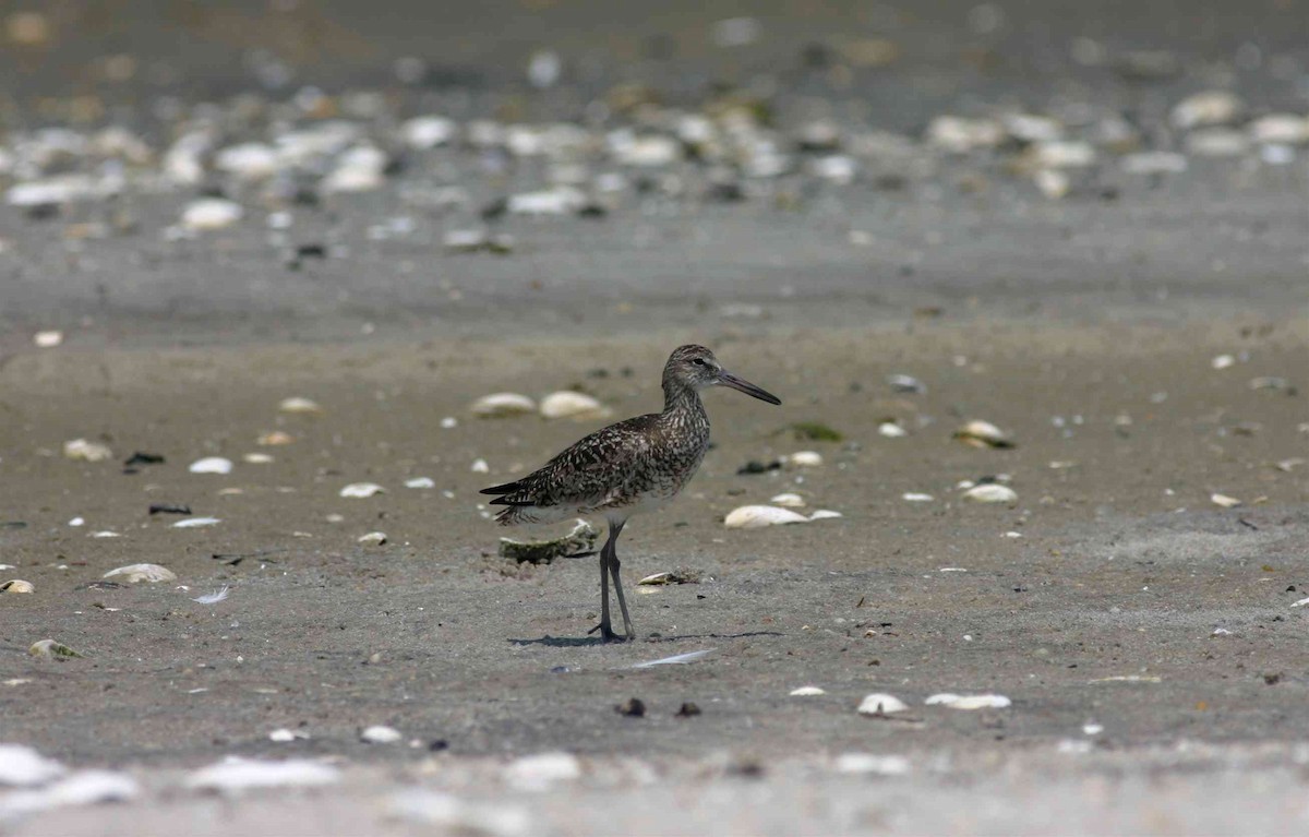 willetsnipe (semipalmata) - ML459168461